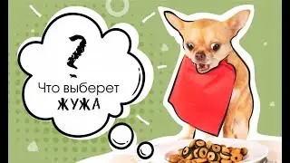 Корм для собак Премиум класса