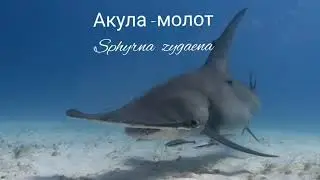 Акула - молот