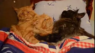 Мои коты.