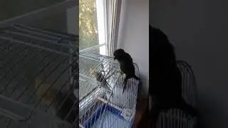 Пиррура Проша с Лаймой