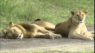 montage of Serengeti footage