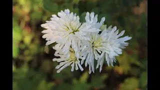 Последние цветы. 30.10.2022 (Визбор 