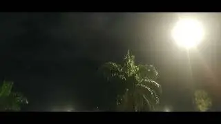 Uma imagem sobre a Luz da Noite Oh vídeo mostra o Coqueiro aguardando os cocô chegar 🤔 