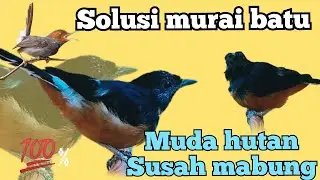 Solusi murai batu muda hutan susah mabung