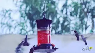 Colibrí en mi terraza