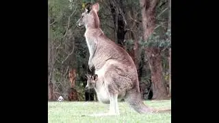 Mother Kangaroo 🦘and her baby||#shorts #kangaroo #baby