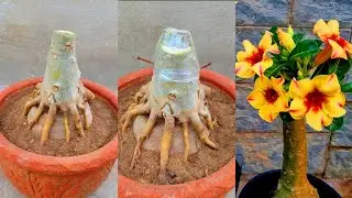 Unique Adenium Growing & Grafting Techniqu | Best Idea To Graft Desert Rose Bonsai Plant