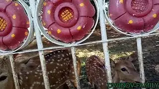 SERUNYA KASIH MAKAN RUSA