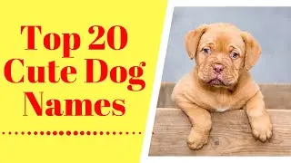 Top 20 Cute Dog Names 2020 With Meaning ! Unique Dog Names