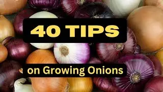 40 Tips for Growing Onions 