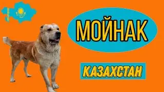 Вспомнить все / Правда о Мойнаке / История породы