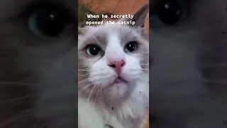 Secretly, she opened the catnip..