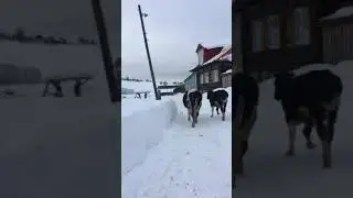 Ника пастух
