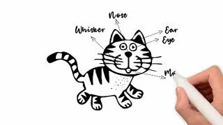 Урок 2 Parts of a cat's body