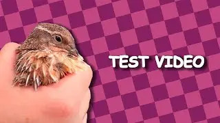 Quails and Plants and Stuff (School Project)