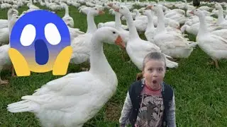 Rüzgarla kamp yaptık.. Kampta kazları besledik...