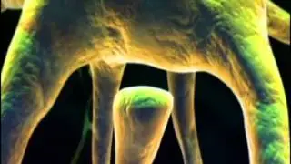 History of disease in 4 minutes