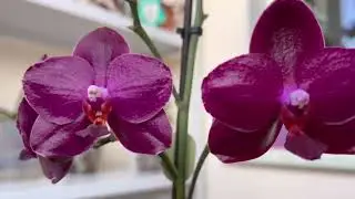 ПЕРВЫЕ ПОТЕРИ ОРХИДЕЙ В ЖАРУ🌺😪🌺ЛОВИМ ВРЕДИТЕЛЕЙ