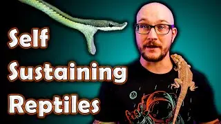 Top 5 Reptiles You Can LEAVE FOR A WEEK | Vacation Friendly, Self Sustaining Reptiles