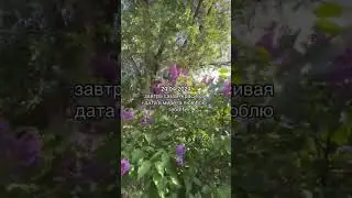 зеркальная дата #zevsmaks