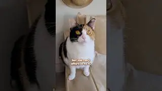 Broken? #shorts #cats #funny