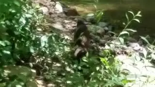 Cute Mink is surprised to see me and runs away.