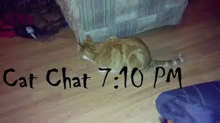 Cat Chat