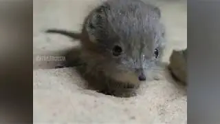 СМЕШНЫЕ КОТЫ И ДРУГИЕ ЖИВОТНЫЕ  2018