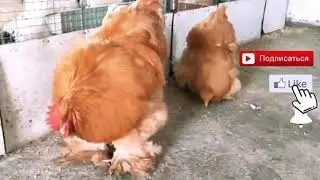 Узбекистондаги КИММАТ Зотдор Товуклар