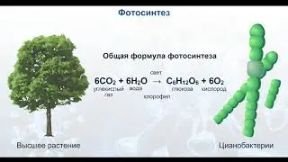 Фотосинтез