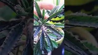 #shorts #viralshorts #shortvideo