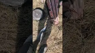 Окунь есиль