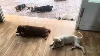 Dàn vệ sĩ uy tín đang dùng bánh tráng miệng để... luyện răng