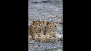 Newest Talamati Pride members