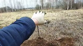 Металлокоп 2024. Старые места ещё дают металл