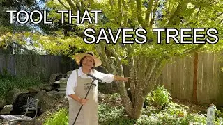 The Tool That Saves Trees in a Drought (deep root watering explained)