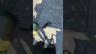 Kaydıraktan kayan kedicik😂 #funny #pets #catcomedy #catvideos #comedymusic #catlover