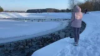 Стая уточек налетают на хлеб ☺️