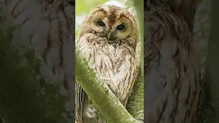 My favourite wildlife encounter of last year