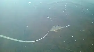 Поймали окунька на ниточку шок😂😂😂😂