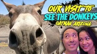 OATMAN ARIZONA walking tour VISITING THE DONKEYS / BURROWS