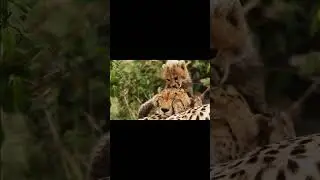 Я не дам тебе покоя