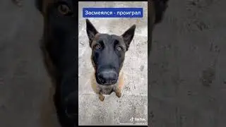 Memes compilation