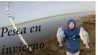 ESTO ES LO QUE PUEDES PESCAR EN EL INVIERNO EN NEW JERSEY. PESCA DE WHITE PERCH