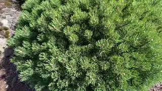 Dwarf Conifer Compilation Part 2 | Unique Plants That Work Well In Landscapes | #japanesegarden