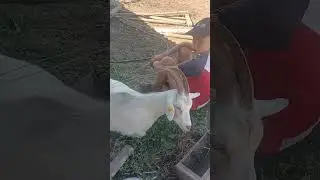 Пастух в ожидании.