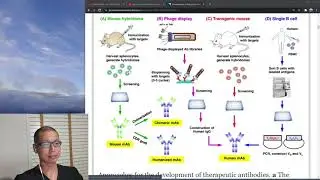 How are monoclonal antibodies made: The short version