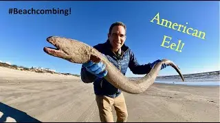 #Beachcombing - American Eel