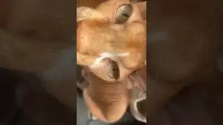 Смотрите, как загорел кот 