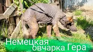 Немецкая овчарка Гера и громкий большой вольер